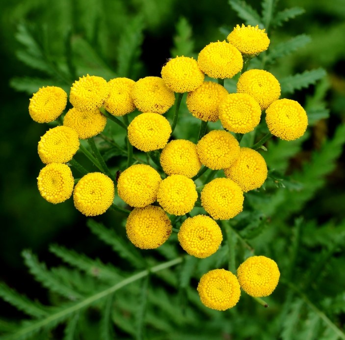 Tanacetum vulgare
